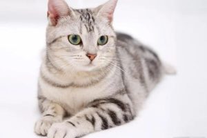 宠物市场副业项目玩法，倒腾新奇宠物年入10W，思路无偿分享给你！